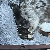 Basil, a male Chihuahua for sale in Orlando, FL – Photo 3 of 6