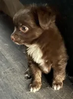 Basil-longhair, a male Chihuahua for sale in Orlando, FL – Photo 4 of 10