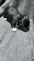 chihuahua4, a male Chihuahua for sale in Orlando, FL – 3 of 3