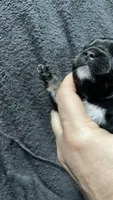 Chhuahua-1, a male Chihuahua for sale in Orlando, FL – 3 of 6
