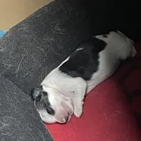 mini-Johnny, a male Chihuahua for sale in Orlando, FL – Photo 1 of 5