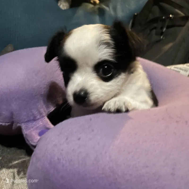 mini-Bernadette – Chihuahua puppy for sale in Orlando, FL