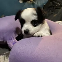 mini-Bernadette-longhair, a male Chihuahua for sale in Orlando, FL – Photo 1 of 9