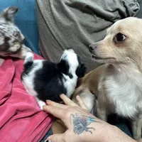 mini-Bernadette-longhair, a male Chihuahua for sale in Orlando, FL – Photo 7 of 9