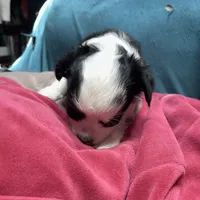 mini-Bernadette-longhair, a male Chihuahua for sale in Orlando, FL – Photo 6 of 9