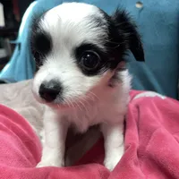 mini-Bernadette-longhair, a male Chihuahua for sale in Orlando, FL – Photo 5 of 9