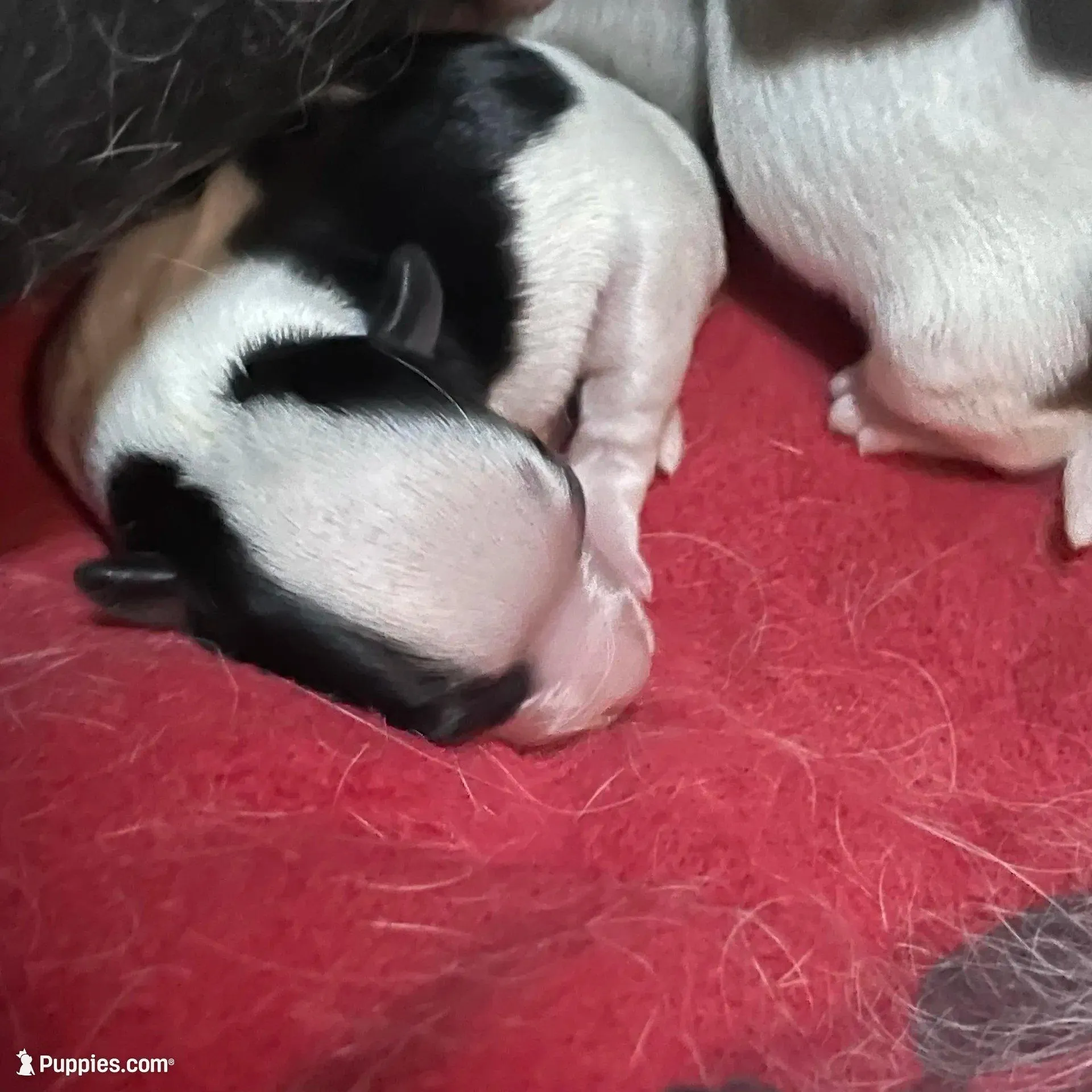 Johnny – Chihuahua puppy for sale in Orlando, FL