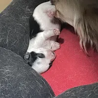 mini-Johnny, a male Chihuahua for sale in Orlando, FL – Photo 3 of 5