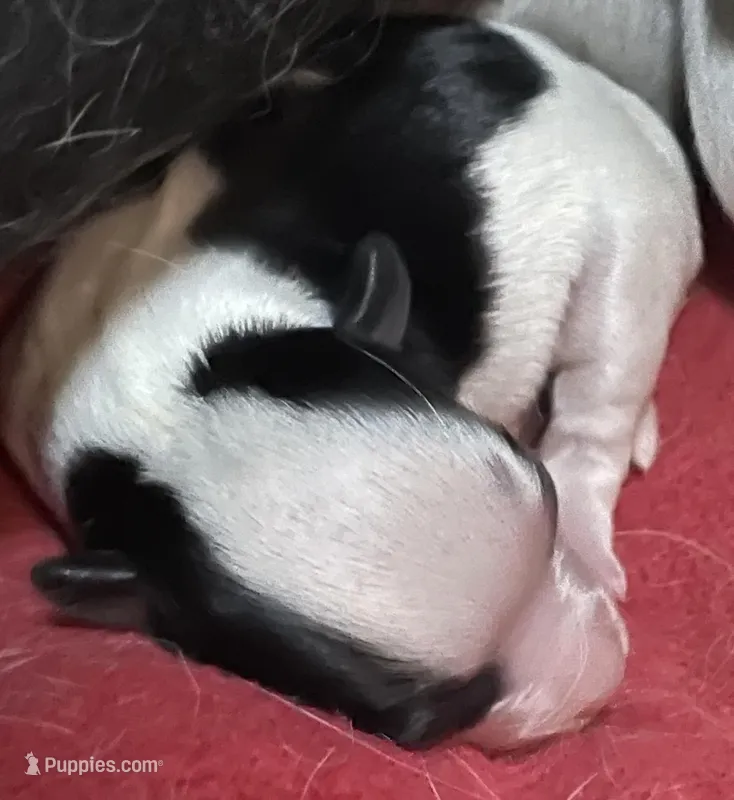 Johnny – Chihuahua puppy for sale in Orlando, FL