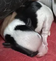 mini-Johnny, a male Chihuahua for sale in Orlando, FL – Photo 4 of 5