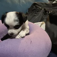 mini-Bernadette-longhair, a male Chihuahua for sale in Orlando, FL – Photo 4 of 9