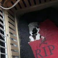 mini-Johnny, a male Chihuahua for sale in Orlando, FL – Photo 5 of 5