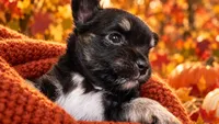 Chihuahua-1-Penni, a female Chihuahua for sale in Orlando, FL – 3 of 8