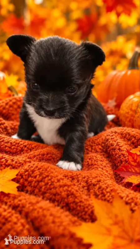 chihuahua4 – Chihuahua puppy for sale in Orlando, FL