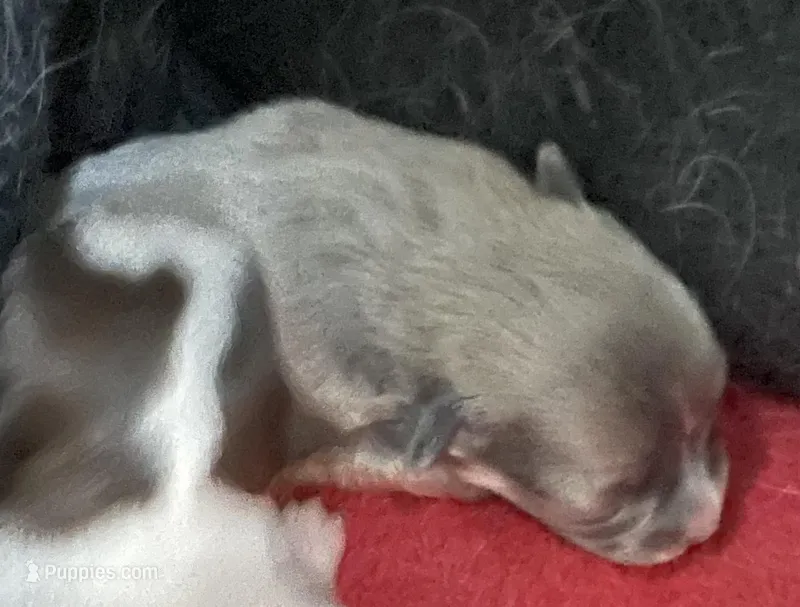 Princess Lady – Chihuahua puppy on hold in Orlando, FL