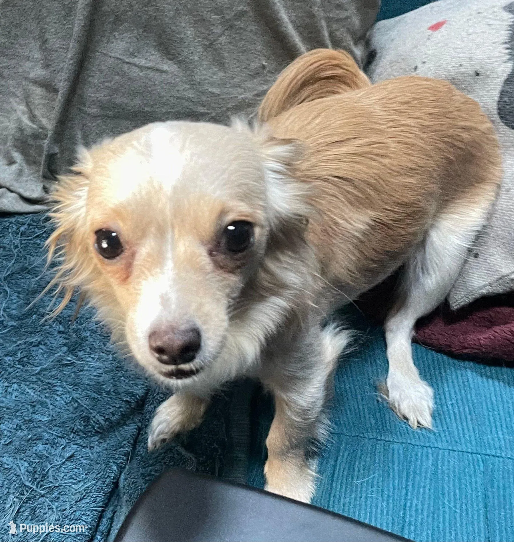 mini-Bernadette, a male Chihuahua for sale in Orlando, FL – Photo 7 of 7