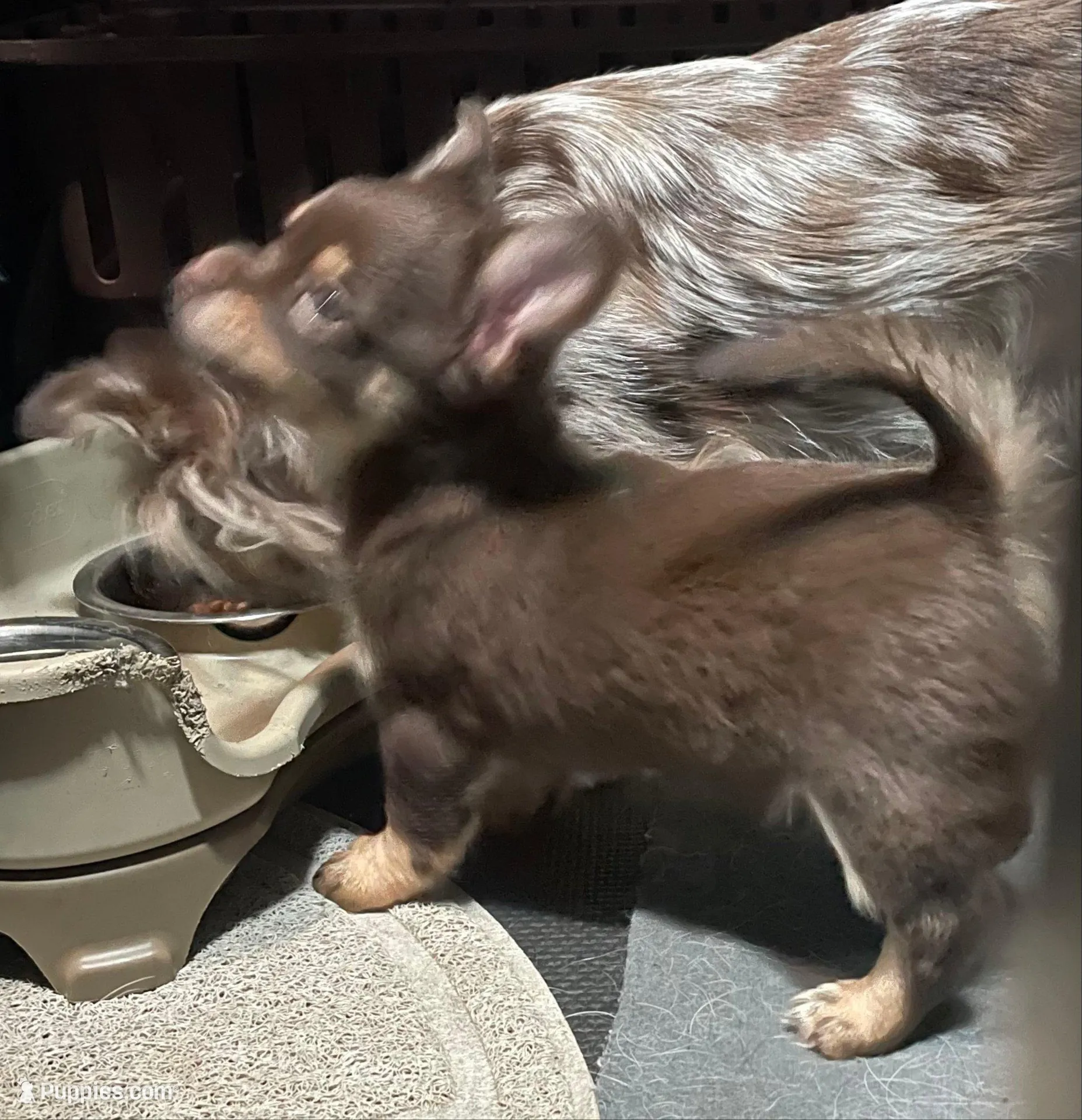 Tomas-longhair, a male Chihuahua for sale in Orlando, FL – Photo 8 of 10