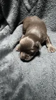 chihuahua5, a male Chihuahua for sale in Orlando, FL – 5 of 8
