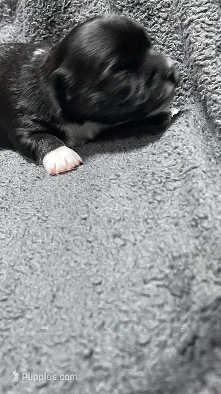 chihuahua4 – Chihuahua puppy for sale in Orlando, FL