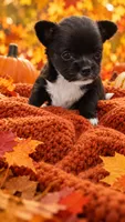 chihuahua4-Luna Belle, a female Chihuahua for sale in Orlando, FL – 3 of 9