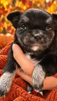Chihuahua-1-Penni, a female Chihuahua for sale in Orlando, FL – 5 of 8