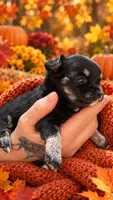 Chihuahua-1-Penni, a female Chihuahua for sale in Orlando, FL – 4 of 8