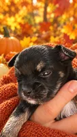 Chihuahua-1-Penni, a female Chihuahua for sale in Orlando, FL – 7 of 8