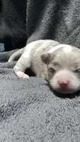 chihuahua3, a female Chihuahua for sale in Orlando, FL – 2 of 4