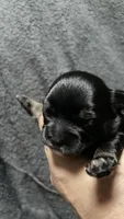 Chhuahua-1, a male Chihuahua for sale in Orlando, FL – 5 of 6