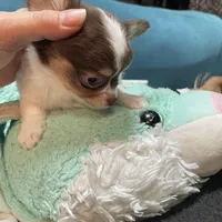 Harry, a male Chihuahua for sale in Orlando, FL – Photo 3 of 6