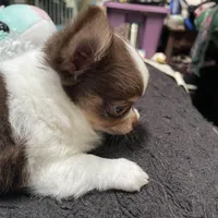 Harry, a male Chihuahua for sale in Orlando, FL – Photo 2 of 6