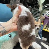 Harry, a male Chihuahua for sale in Orlando, FL – Photo 4 of 6