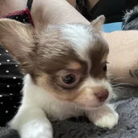 Harry, a male Chihuahua for sale in Orlando, FL – Photo 1 of 6