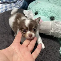 Harry, a male Chihuahua for sale in Orlando, FL – Photo 6 of 6