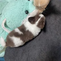 Harry, a male Chihuahua for sale in Orlando, FL – Photo 5 of 6