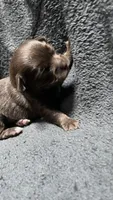 chihuahua5, a male Chihuahua for sale in Orlando, FL – 3 of 8