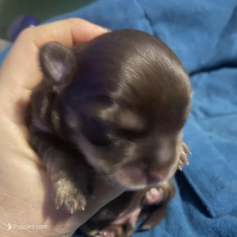 Tomas – Chihuahua puppy for sale in Orlando, FL