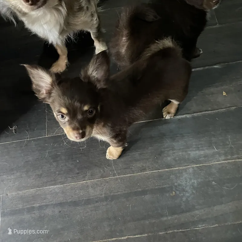 Tomas – Chihuahua puppy for sale in Orlando, FL