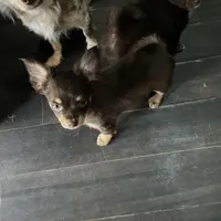 Tomas-longhair, a male Chihuahua for sale in Orlando, FL – Photo 1 of 10