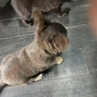 Tomas-longhair, a male Chihuahua for sale in Orlando, FL – Photo 7 of 10