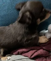 Tomas-longhair, a male Chihuahua for sale in Orlando, FL – Photo 3 of 10