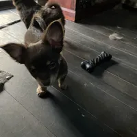 Tomas-longhair, a male Chihuahua for sale in Orlando, FL – Photo 4 of 10