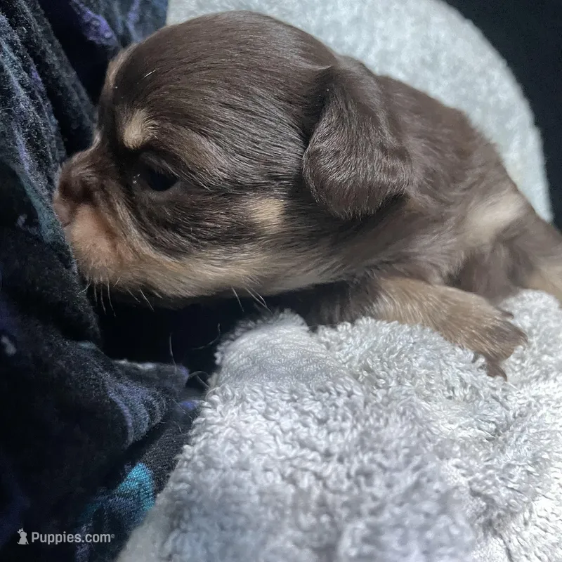Tomas – Chihuahua puppy for sale in Orlando, FL
