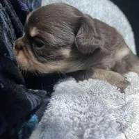 Tomas-longhair, a male Chihuahua for sale in Orlando, FL – Photo 2 of 10