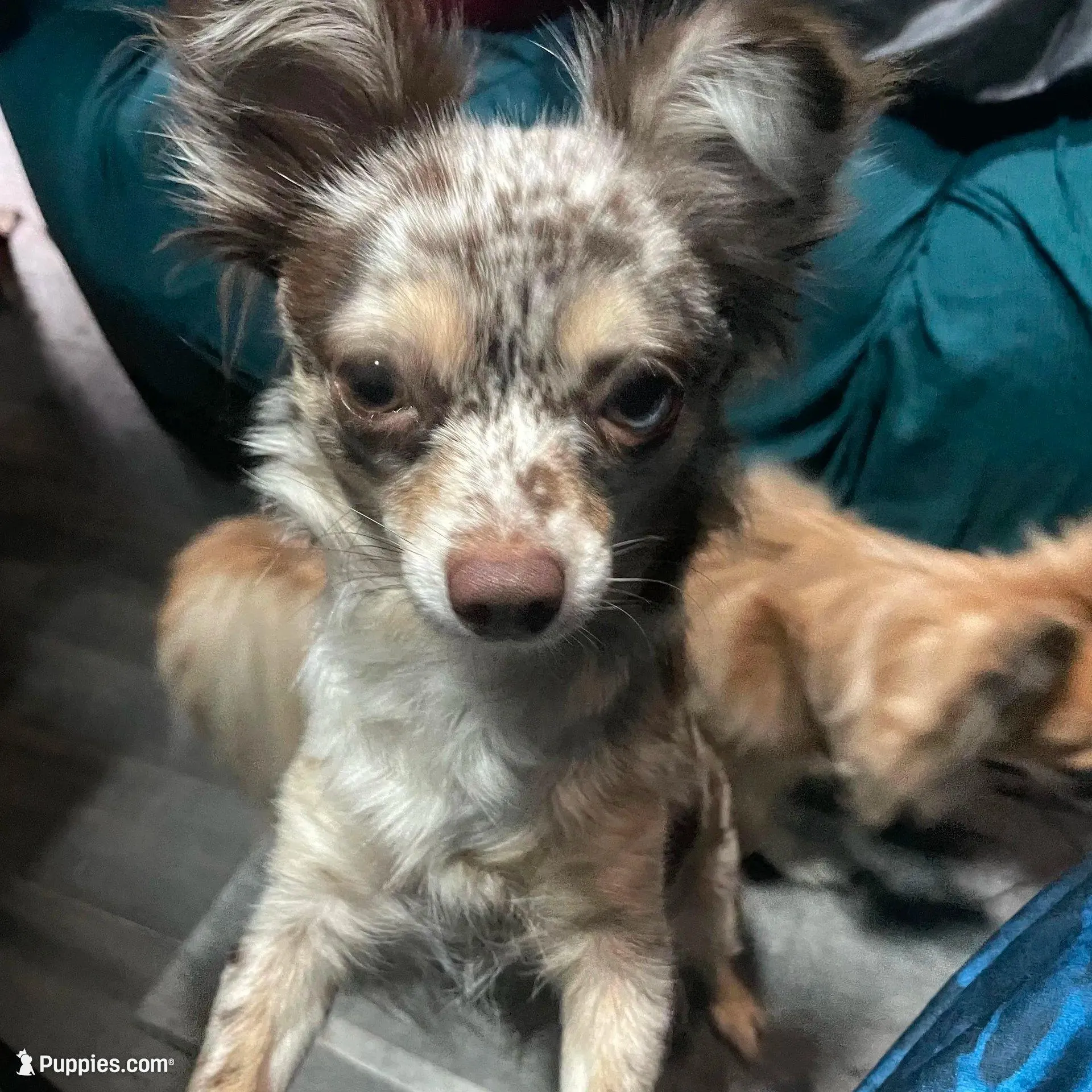 Tomas-longhair, a male Chihuahua for sale in Orlando, FL – Photo 10 of 10