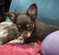 Tomas-longhair, a male Chihuahua for sale in Orlando, FL – Photo 5 of 10