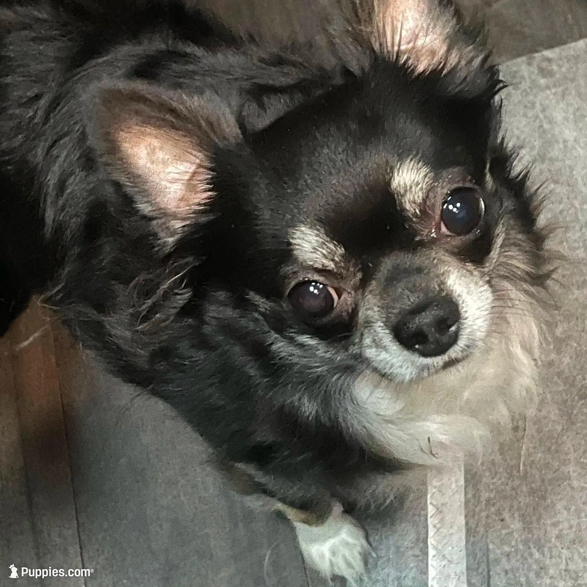 Tomas-longhair, a male Chihuahua for sale in Orlando, FL – Photo 9 of 10