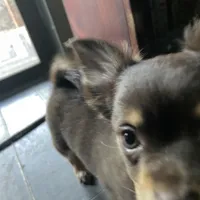 Tomas-longhair, a male Chihuahua for sale in Orlando, FL – Photo 6 of 10