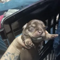 Tomas, a male Chihuahua for sale in Orlando, FL – Photo 4 of 4