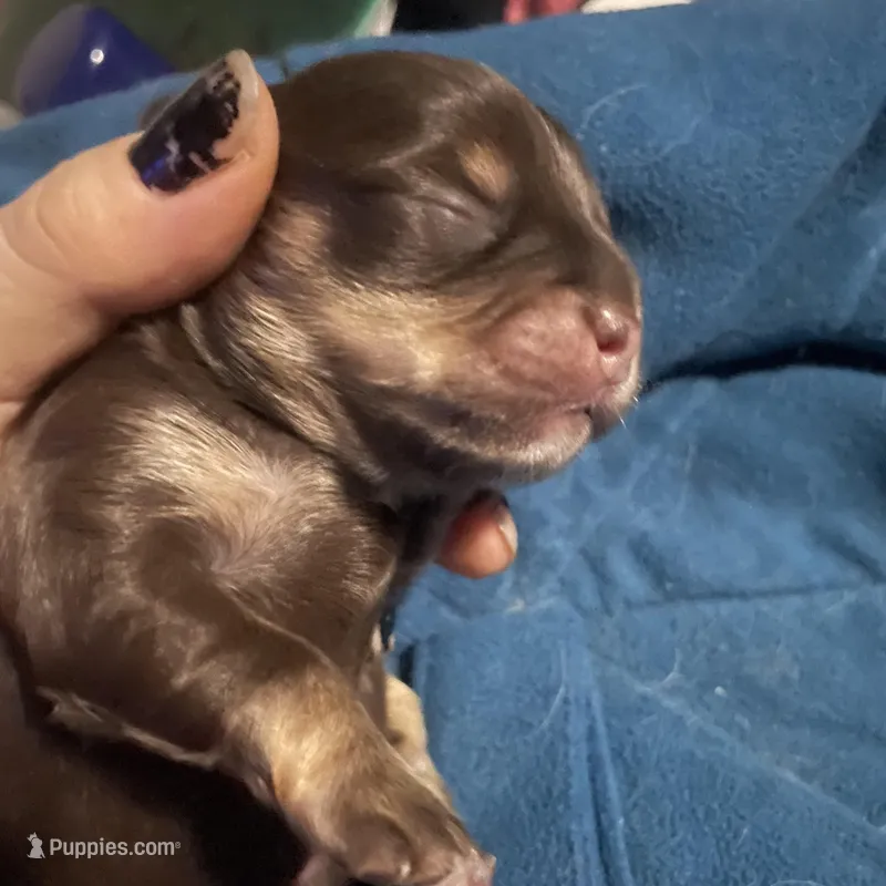 Tomas – Chihuahua puppy for sale in Orlando, FL